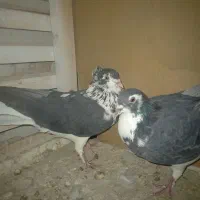 دمگیر دوبحر  گلین سیاه