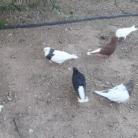 کبوتر دم سفید رنگی