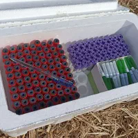 ونوجکت، سرسوزن و تجهیزات خونگیری|پزشکی|اردبیل, |دیوار