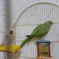 طوطی ملنگو جفت مولد|پرنده|چهارباغ, |دیوار