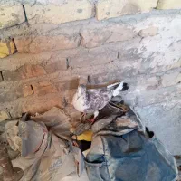 کفتر|پرنده|تربتحیدریه, طالقانی|دیوار