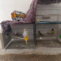 کوتوله یقه زرد مولد عروس هلندی مواد