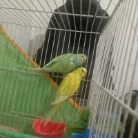 جفت مرغ عشق با جوجه