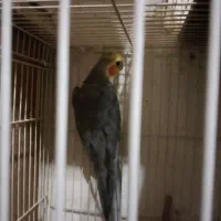 عروس سیامون نربالغ سه عدد|پرنده|تربت‌حیدریه, حسنی بالا|دیوار