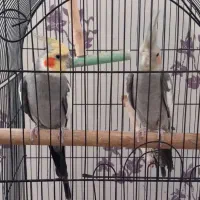 عروس هلندی|پرنده|مشهد, شهید قربانی|دیوار