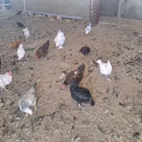 مرغ و خروس رسمی|حیوانات مزرعه|قم, پردیسان|دیوار