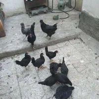 فروش مرغ خروس قربانی ارسال فوری تهران|حیوانات مزرعه|تهران, کن|دیوار