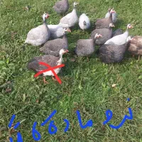 مرغ شاخدار (روسی)