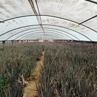 گلخانه فعال جهت فروش