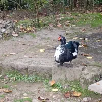 اردک اسرائیلی