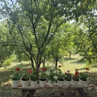 اجاره روزانه ویلا باغ جنگل سلانسر|اجارهٔ کوتاه‌مدت ویلا و باغ|رستم‌آباد, |دیوار