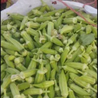 بامیه خوزستان تازه چید اول