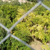 زمین کشاورزی در اردکلو