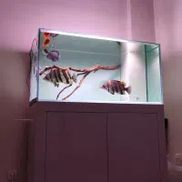 اکواریوم سوپر حرفه ای ریملس