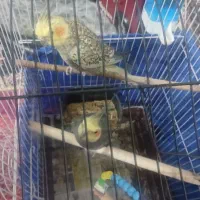 یک جفت عروس هلندی کاملارام ودستی