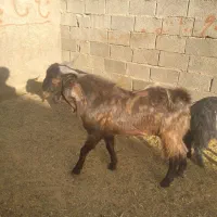 فروش بزغاله نر پاکستانی