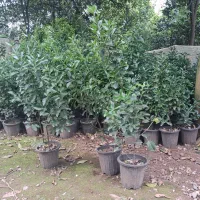 شمشاد|گل و گیاه طبیعی|واجارگاه, |دیوار