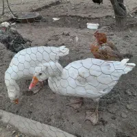 غاز و بوقلمون