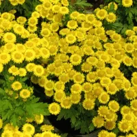 فروش-زمین-مسکونی