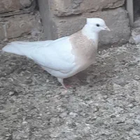 جوجه طوقی ساده جلو بسته