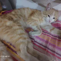 واگذاری گربه بالغ دم روباهی