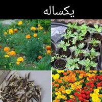 بذرگلهای‌یک‌ساله|گل و گیاه طبیعی|سوسنگرد, |دیوار