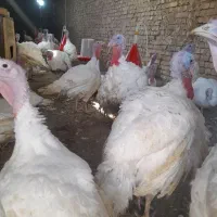 بوقلمون گوشتی ۱۵کیلو تا ۲۰|حیوانات مزرعه|نیشابور, خط کاشمر|دیوار