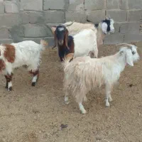 ۴راس بزغاله نر جمی گله گرد ودو بز بزغاله دار