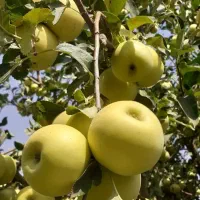 سیب درختی ۱ و ۲ و ۳