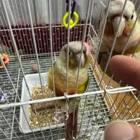 طوطی گرینجیک