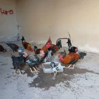 خروس عربی|حیوانات مزرعه|باوی, |دیوار