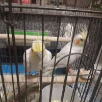 فروش جفت و جوجه عروس هلندی