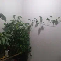 تعدادی گل|گل و گیاه طبیعی|اردبیل, |دیوار