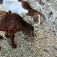 گوسفند|حیوانات مزرعه|اهر, |دیوار