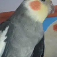 عروس هلندی نر