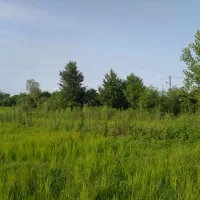 زمین سنتی مناسب شالی و باغ کیوی وگل وگیاه