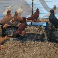 ساری قرمز کاکلی اونیاخ