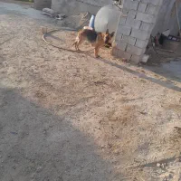 سگ ژرمن|سگ|همدان, |دیوار