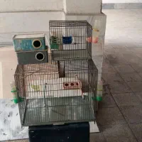 قفسپرنده