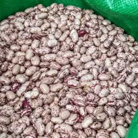 لوبیا چیتی درجه یک