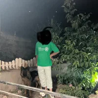 سگ ژرمن شیپرد ماده