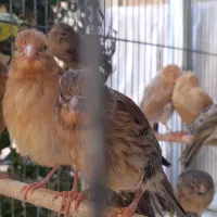 قناری|پرنده|تبریز, |دیوار