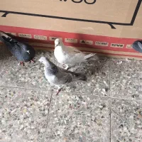 چند تا کفتر خوب سالم بپر