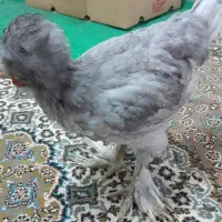 جوجه سلطان سه ماهه تزئینی