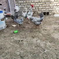 تخم مرغ گلین