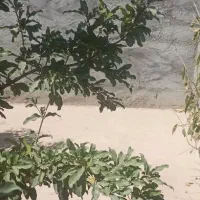 باغ|فروش خانه و ویلا|نجف‌آباد, جلال آباد|دیوار