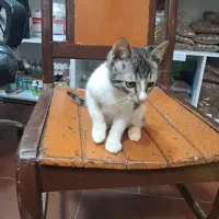 بچه گربه|گربه|رشت, کوی جام جم|دیوار