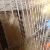 دو تا کوتوله نر و ماده|پرنده|مشهد, امیریه|دیوار