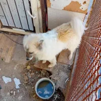 سگ پامر روباهی