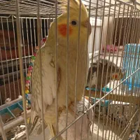 جفت مولد با تخم و جوجه